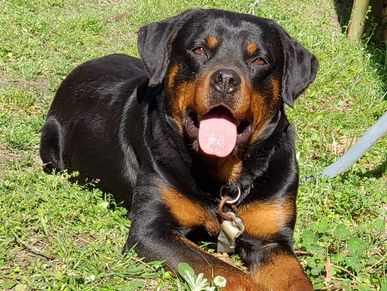Our Supermom Rottweiler Sage Von Dupree is one of our best moms. Her litter went home  Today 1/20/24
