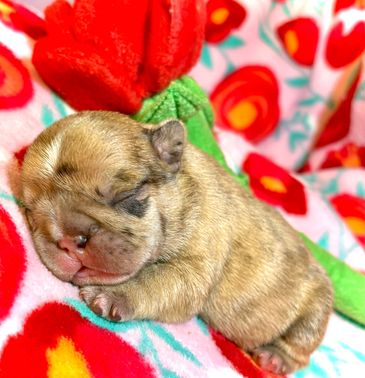 adorable French Bulldog puppy cuddled on a soft blanket