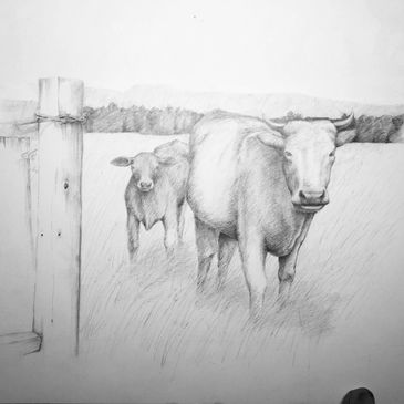 Graphite drawing of a cow and calf