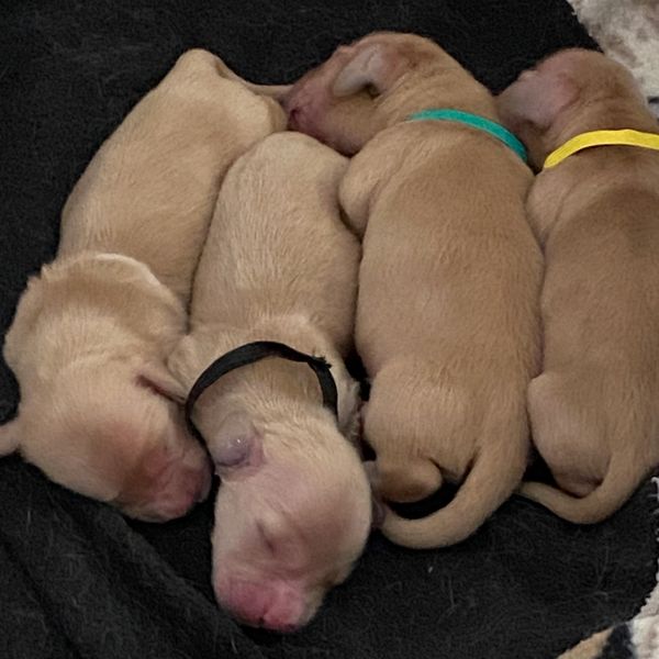 Six cream puppies arrived
7/12. One little girl is available. Other 5 are reserved