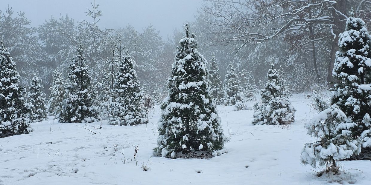 Snowy Christmas Tree Field