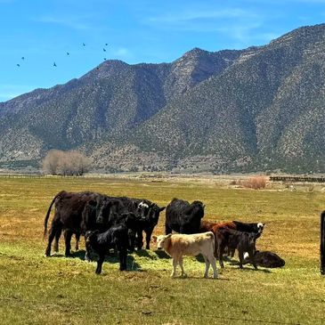 Cows grazing peacefully in a green field with mountains in the background.