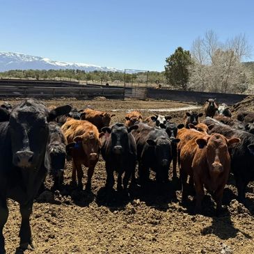 A herd of black and brown cows standing in a muddy pen with mountains in the background.