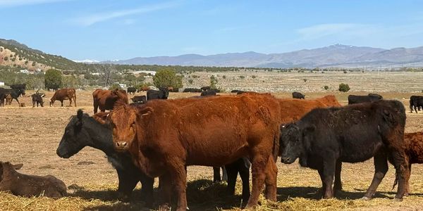 A herd of brown and black cows standing and resting on a dry field.