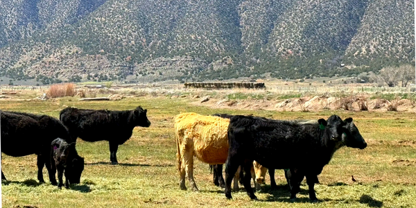Cows grazing on a green field with mountains in the background.