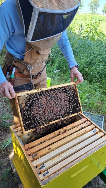 Beekeeper inspecting a honeycomb frame filled with bees in a yellow hive box.