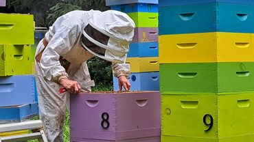 A beekeeper inspecting a hive among colorful bee boxes in a garden.