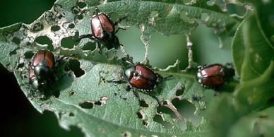 Japanese beetles will chew up both leaves and flowers as they feed