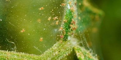 Heavy infestation of spider mites leads to visible webbing on roses.