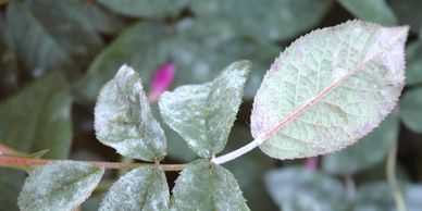 Powdery Mildew Infection on rose leaf