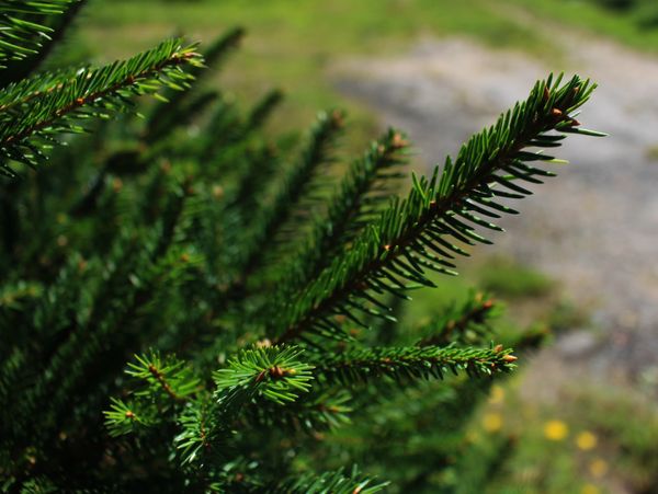 spruce close up