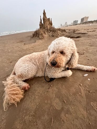 Scott Dodson sandcastle on South Padre island Texas March 2025.