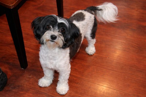 Polly, a black and white Havanese mother dog with a fluffy coat, standing on a hardwood floor at Cot