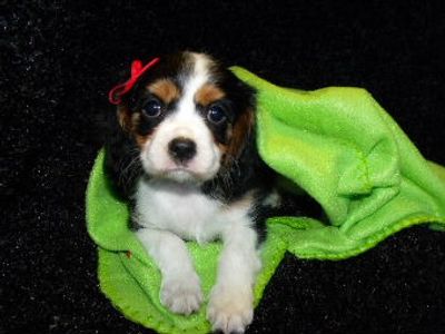 Tri Cavalier Puppy for sale