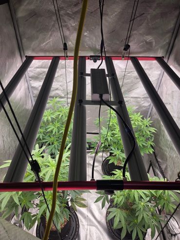 Indoor grow tent with plants under LED grow lights.