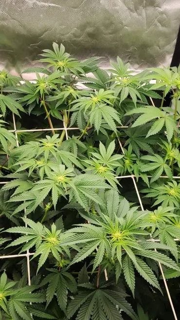 Healthy cannabis plants growing under a trellis in an indoor grow tent.