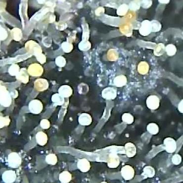 Close-up of a surface with small, round, light-colored structures on thin stalks.