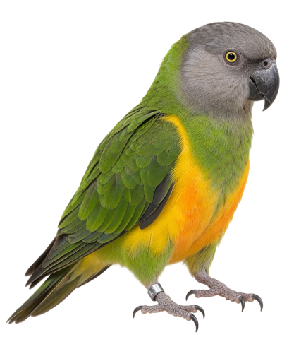 A colorful parrot with green, yellow, and gray feathers.
