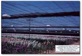 Lisianthus grown with Vita Planta,Application May 18, 1998 to July 3, 1998 Temperature = 114° F Healthy & Unstressed Plants