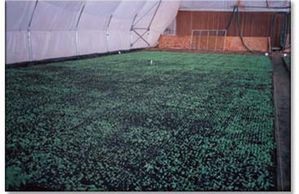 Two Year old unrefrigerated Lisianthus germinating
In 30 days at 105° F temperatures Lisianthus will "shut down" or will not grow past 87° F