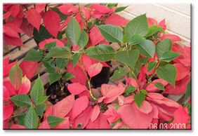 Poinsettias thriving in June