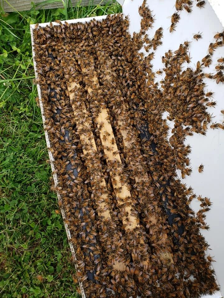 Pure Beeswax- Bulk – Farm and Hive