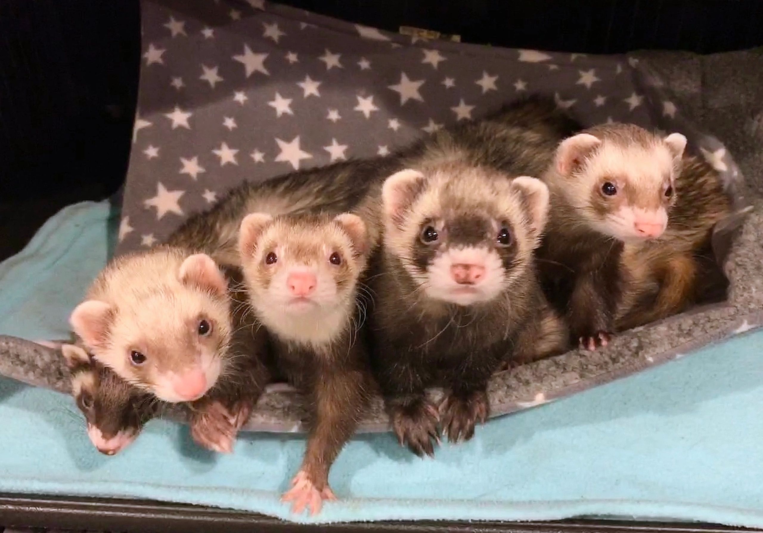 found ferret Broward Ferret Rescue Inc.