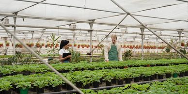 Two people working in a greenhouse full of plants.