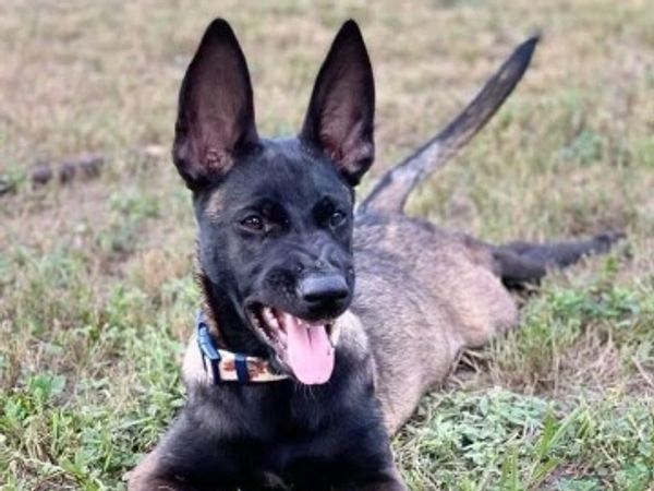Belgian Malinois Puppy