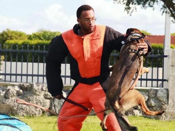 Belgian Malinois Protection Training