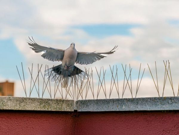 bird control fences at mantech bahrain