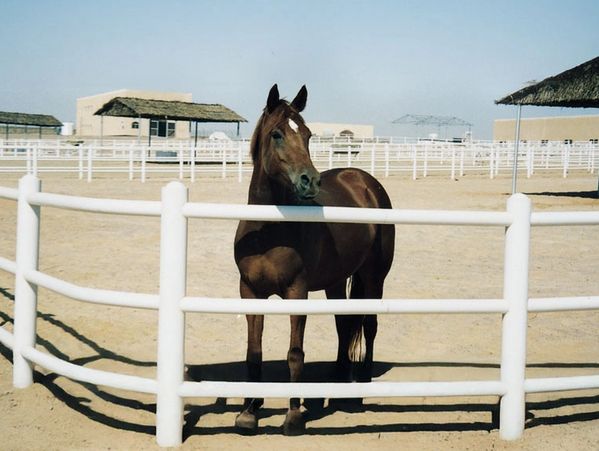 horse paddock fencing and racing rails at mantech bahrain