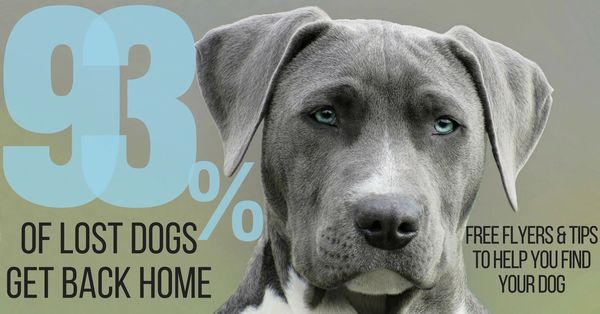93% of lost dogs get found. Free flyers and tips to help you find your lost dog.
