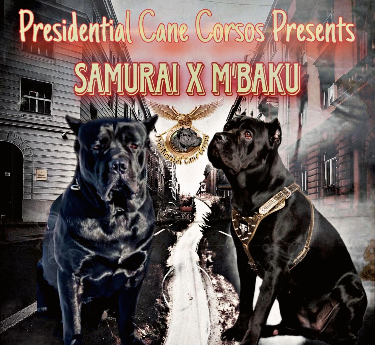 Cane Corsos near me, Cane corsos in Washington. Cane Corsos in Maryland, Cane corsos in nevada