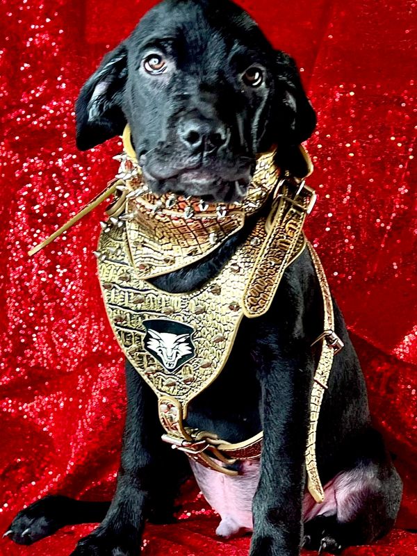 cane corso temperament with kids, cane corso puppy training, cane corso puppies breeders, Petland