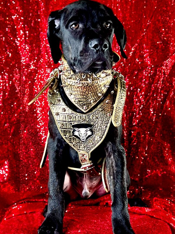 cane corso breeders near me, cane corso breeder, italian mastiff puppies for sale, cane corso price