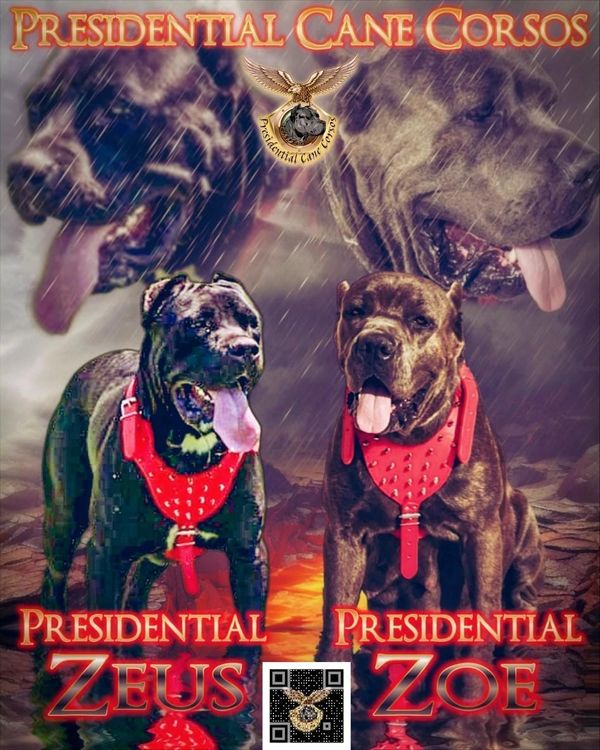 Cane Corso puppies for sale, Buy Cane Corso puppy online, Cane Corso breeders in the U.S., corsos