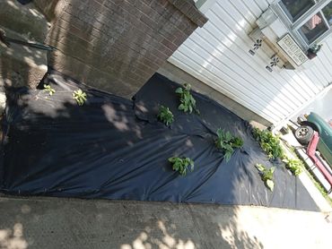 fabric install, plants, missy, west side