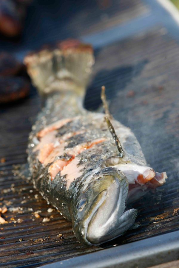 Trout on barbecue