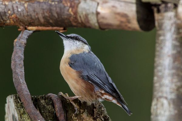 Nuthatch