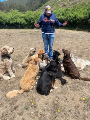 Person training a group of attentive dogs outdoors.