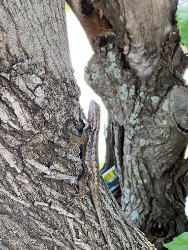 TREEM LIZARD -- BUFFALO GAP TEXAS