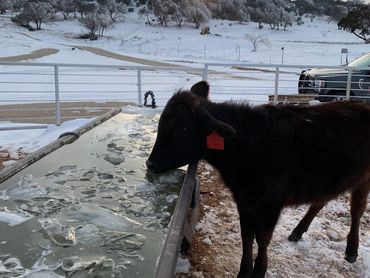 COW TRYING TO DRINK FROM A FROZEN TROUGH -- BUFFALO GAP TEXAS