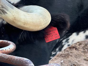 MOUNTAIN HOUSE RANCH LIVESTOCK TAG