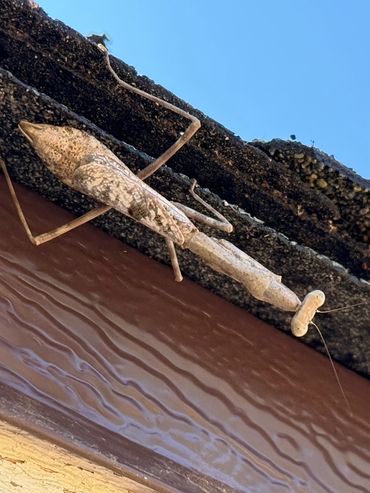 PRAYING MANTIS at Mountain House Ranch