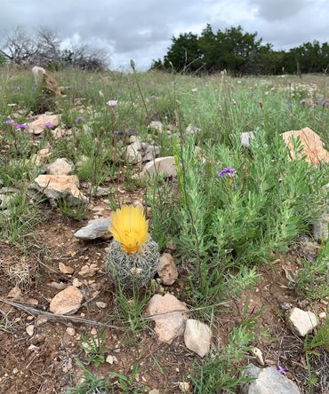 YELLOW WILDFLOWER -- MOUNTAIN HOUSE RANCH