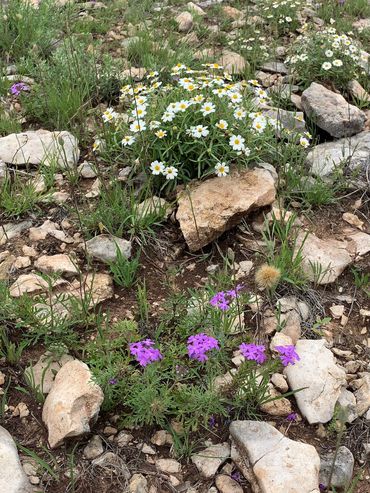 PURPLE WILDFLOWERS IN BUFFALO GAP TX