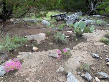 VIOLET WILDFLOWERS IN WEST TEXAS -- Mountain House Ranch