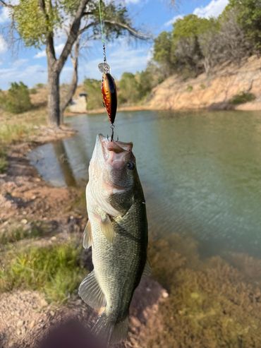 I CAUGHT YOU A DELICIOUS BASS -- MOUNTAIN HOUSE RANCH