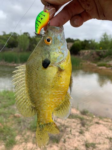 FISH CAUGHT AT THE MOUNTAIN HOUSE RANCH NATURE CONSERVATORY